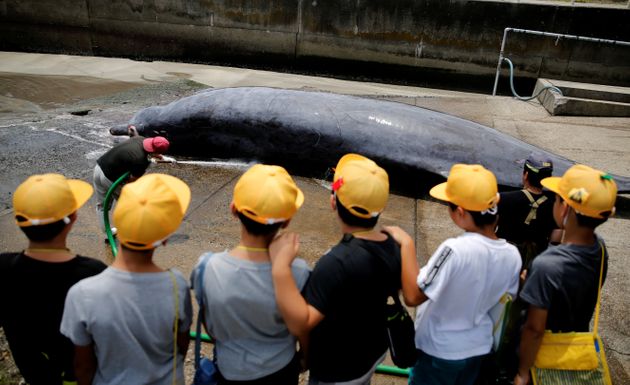 Children watch a Baird's Beaked whale being dragged up to be butchered at Wada port in Minamiboso, southeast of Tokyo, Japan, July 18, 2019. REUTERS/Kim Kyung-Hoon