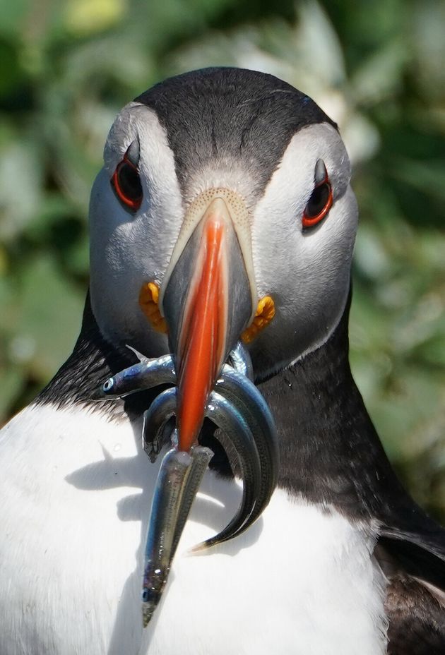 A puffin on the Farne Islands holds fish in its beak. Breeding Arctic terns, puffins, guillemots and shags all suffered losses due to significant rainfall on the Farne Islands earlier this month as the chicks and pufflings (baby puffins) were at their most vulnerable. 125mm of rainfall fell in just 24 hours on 13 June 2019, five times the amount that fell in the whole of June the previous year (24.8mm). (Photo by Owen Humphreys/PA Images via Getty Images)