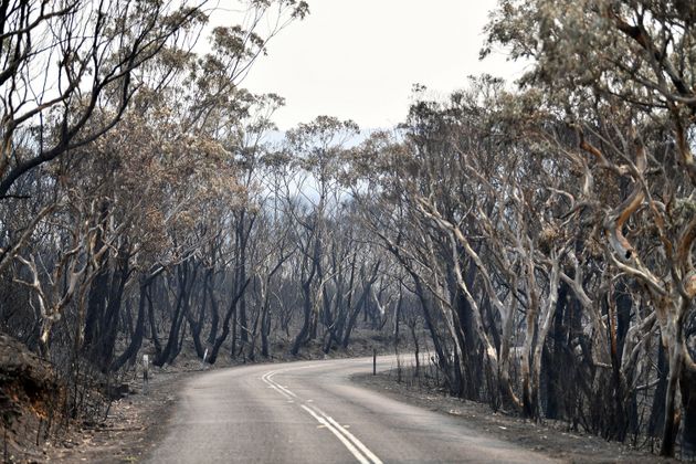 시드니 북서쪽 120킬로미터 블루 마운틴스의 웨이슨산. 불탄 나무들. 12월 18일.