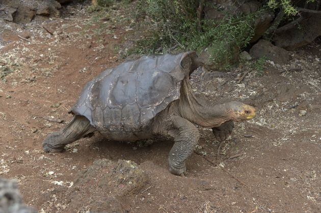 Diego, a tortoise of the endangered Chelonoidis hoodensis subspecies from Española Island, is seen in a breeding centre at the Galapagos National Park on Santa Cruz Island in the Galapagos archipelago, located some 1,000 km off Ecuador's coast, on September 10, 2016. / AFP / RODRIGO BUENDIA        (Photo credit should read RODRIGO BUENDIA/AFP via Getty Images)