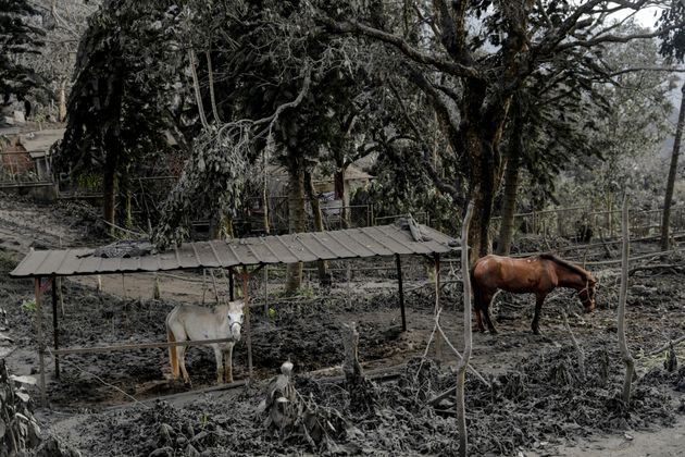 평소 관광객을 태우는 말들이 화산재로 덮인 공원에 남아 있다.