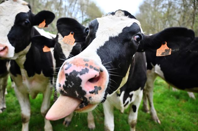Holstein cows stand in a field on March 15, 2019, in Mauves-sur-Loire, nortwestern France. (Photo by CHARLY TRIBALLEAU / AFP)        (Photo credit should read CHARLY TRIBALLEAU/AFP via Getty Images)