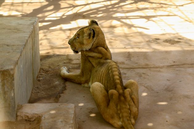 A malnourished lioness sits in her cage at the Al-Qureshi park in the Sudanese capital Khartoum on January 19, 2020. - Sudanese citizens and activists have launched a social media campaign to save five lions from starvation after complaints that they were not receiving their daily quota of meat. (Photo by ASHRAF SHAZLY / AFP) (Photo by ASHRAF SHAZLY/AFP via Getty Images)