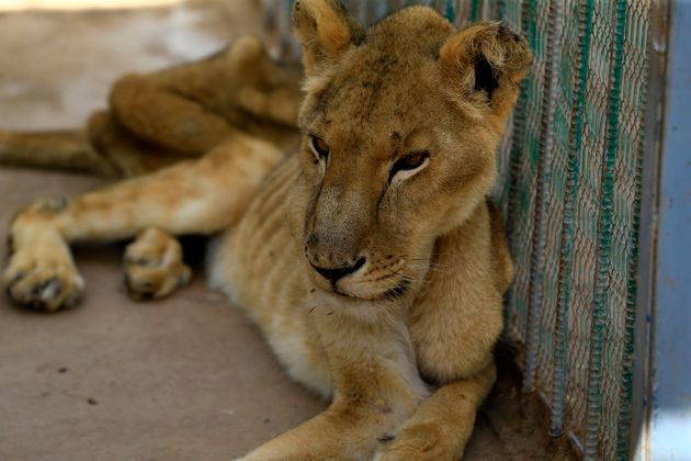 A malnourished lioness sits in her cage at the Al-Qureshi park in the Sudanese capital Khartoum on January 19, 2020. - Sudanese citizens and activists have launched a social media campaign to save five lions from starvation after complaints that they were not receiving their daily quota of meat. (Photo by ASHRAF SHAZLY / AFP) (Photo by ASHRAF SHAZLY/AFP via Getty Images)