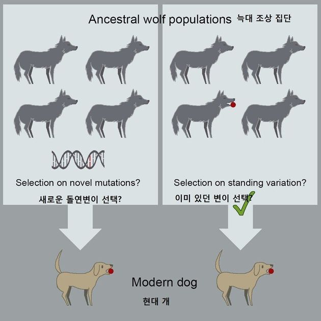 옛 늑대 집단에서 돌연변이로 개가 진화한 것이 아니라, 개의 형질이 들어있던 늑대를 사람이 선택해 개가 출현했다는 연구 내용을 보여주는 그림. 크리스티나 한센 휘트 외 (2020)