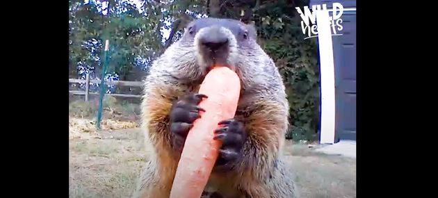 텃밭을 엉망으로 만든 범인을 붙잡았는데, 반전이 펼쳐졌다 (영상)