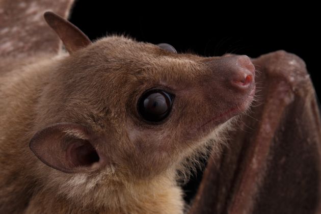 자신의 힘으로 나는 유일한 포유류인 박쥐는 오랜 진화과정에서 비행에 힘입어 종 다양성과 함께 바이러스에 대한 내성을 얻었다. 사진은 이집트과일박쥐.