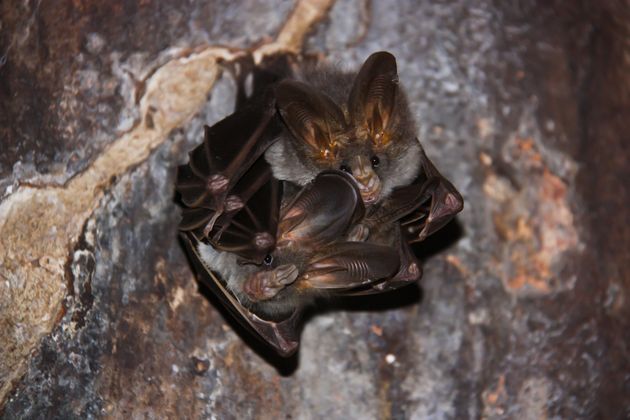 말레이시아에 서식하는 곤충을 잡아먹는 작은위흡혈박쥐. 박쥐는 포유류 종의 20%를 차지할 정도로 다양하게 진화했다.