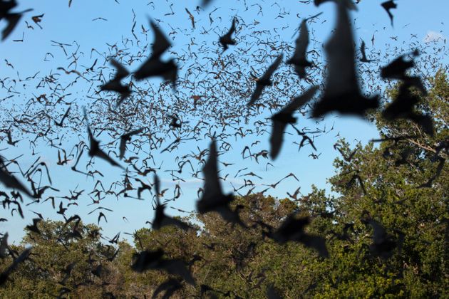 미국 오스틴 지역에서 떼로 날고 있는 멕시코꼬리박쥐들.