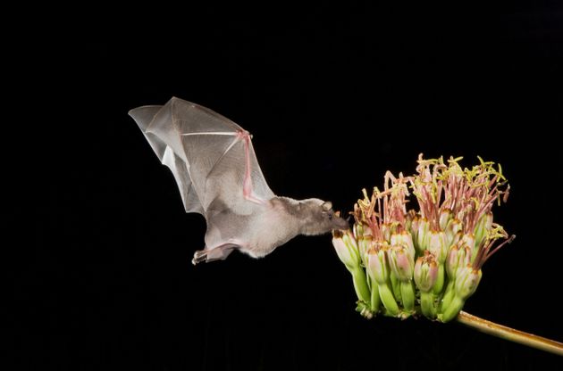열대 과일이나 식물 가운데는 박쥐가 없으면 번식이 불가능한 종이 있을 정도로 박쥐의 생태적 기능은 크고 다양하다. 꽃을 찾은 멕시코긴혀박쥐.