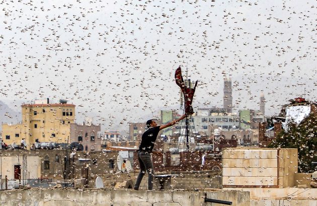 TOPSHOT - A man tries to catch locusts while standing on a rooftop as they swarm over the Huthi rebel-held Yemeni capital Sanaa on July 28, 2019. (Photo by Mohammed HUWAIS / AFP)        (Photo credit should read MOHAMMED HUWAIS/AFP via Getty Images)