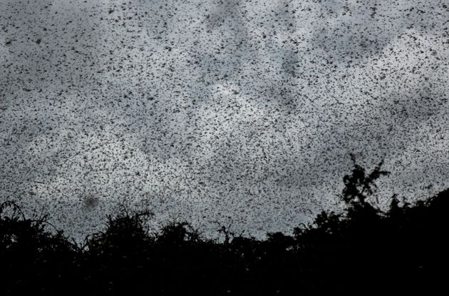 Swarms of desert locusts fly above trees in Katitika village, Kitui county, Kenya Friday, Jan. 24, 2020. Desert locusts have swarmed into Kenya by the hundreds of millions from Somalia and Ethiopia, countries that haven't seen such numbers in a quarter-century, destroying farmland and threatening an already vulnerable region. (AP Photo/Ben Curtis)