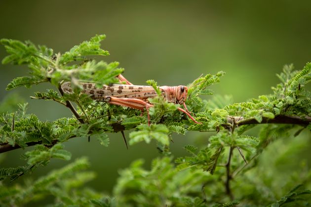 A desert locust sits on a tree branch in Katitika village, Kitui county, Kenya Friday, Jan. 24, 2020. Desert locusts have swarmed into Kenya by the hundreds of millions from Somalia and Ethiopia, countries that haven't seen such numbers in a quarter-century, destroying farmland and threatening an already vulnerable region. (AP Photo/Ben Curtis)