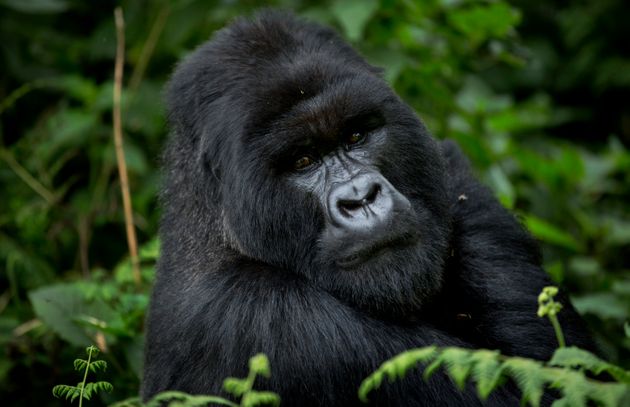 In this photo taken Friday, Sept. 4, 2015, a male silverback mountain gorilla from the family of mountain gorillas named Amahoro, which means 'peace' in the Rwandan language, sits in the dense forest on the slopes of Mount Bisoke volcano in Volcanoes National Park, northern Rwanda. Deep in Rwanda's steep-sloped forest, increasing numbers of tourists are heading to see the mountain gorillas, a subspecies whose total population is an estimated 900 and who also live in neighboring Uganda and Congo, fueling an industry seen as key to the welfare of the critically endangered species as well as Rwanda's economy. (AP Photo/Ben Curtis)