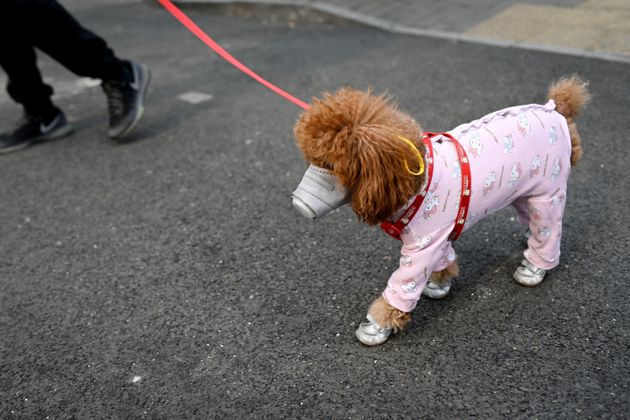 중국 베이징에서 마스크를 한 채 산책 중인 강아지(자료사진)
