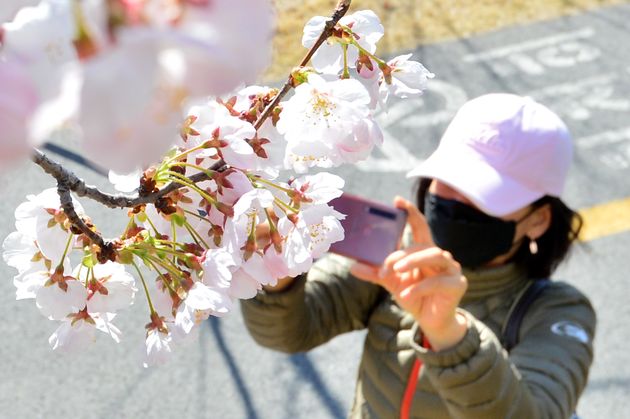 16일 경북 포항시 남구 대잠동 볼의 공원 도로 주변에 심어진 벚꽃이 꽃망울을 활짝 터뜨리자 산책 나온 시민이 스마트 폰으로 촬영하고 있다. 