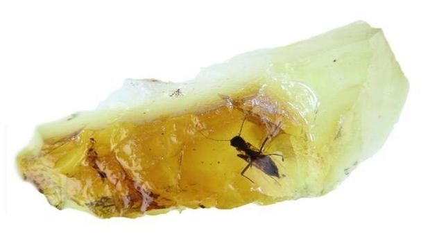 또 다른 호박에서 발견된 4100만년 전의 작은 날벌레.