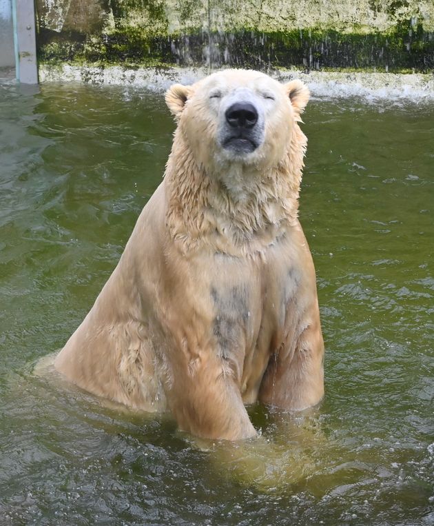 독일 노이뮌스터 동물원의 북극곰 피투스 