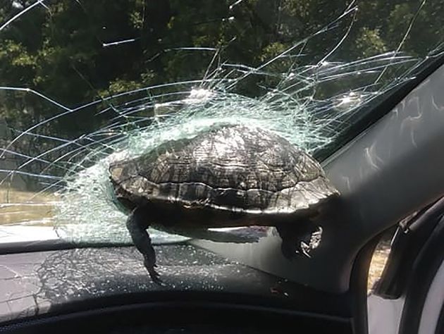 차 앞유리에 박힌 거북이.