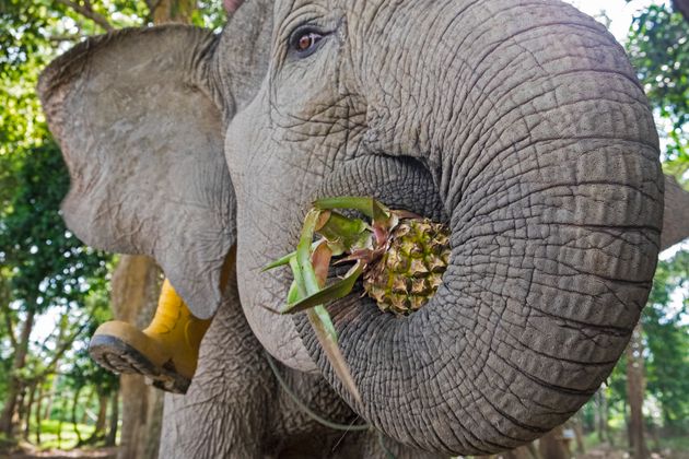파인애플을 먹고 있는 코끼리 (자료 사진)