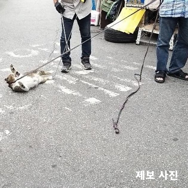 동물권행동 카라가 제보받은 사진. 동묘시장에서 고양이가 학대를 당하고 있다