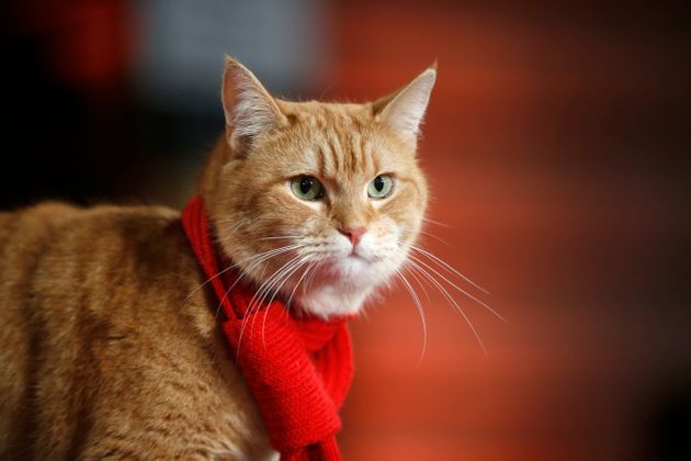 2016년 영화 '내 어깨 위 고양이, 밥'(A Street Cat Named Bob) 시사회에 참석한 밥