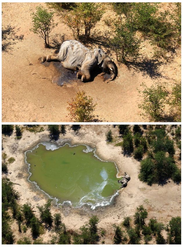 아프리카 보츠와나 오카방고 삼각주에서 최근 석달 새 350여 마리의 코끼리가 원인 모를 떼죽음을 당해 당국이 조사에 나섰다 