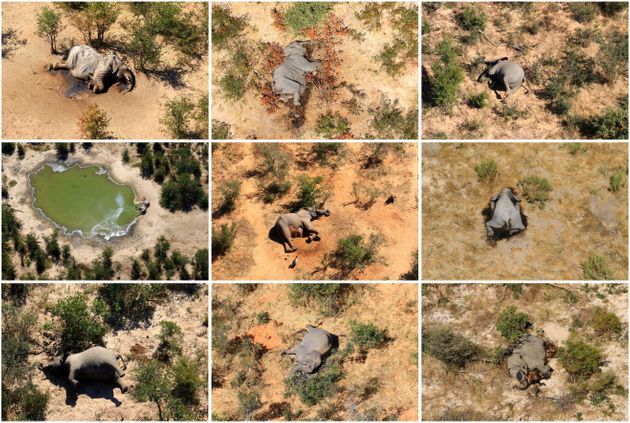 아프리카 보츠와나 오카방고 삼각주에서 최근 석달 새 350여 마리의 코끼리가 원인 모를 떼죽음을 당해 당국이 조사에 나섰다  