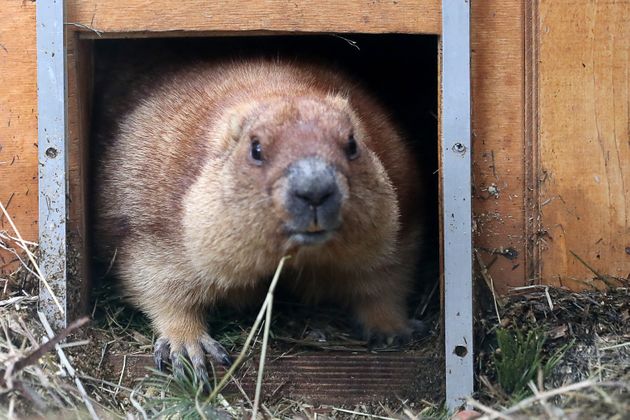 (자료사진) 중국 네이멍구에서 흑사병 환자가 발생해 지역 보건당국이 예비경보를 상향 조정했다. 사진은 이번에 확인된 환자의 감염 매개체로 지목되는 야생동물 마멋(Marmot).