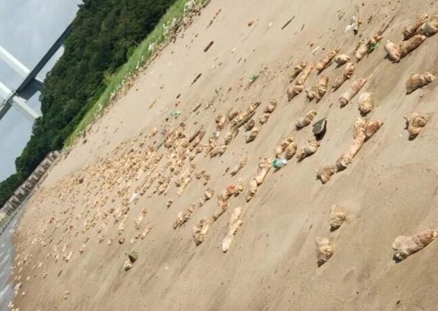 중국 해안서 발견된 돼지족발
