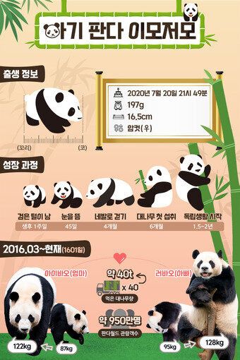 에버랜드에서 자연 번식으로 자이언트 판다의 새끼가 태어났다 (화보)
