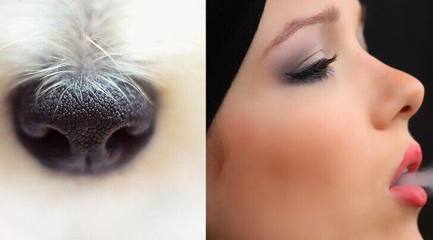 곡비원류와 같은 모양의 개 코(왼쪽)와 직비원류에서 진화해온 사람의 코