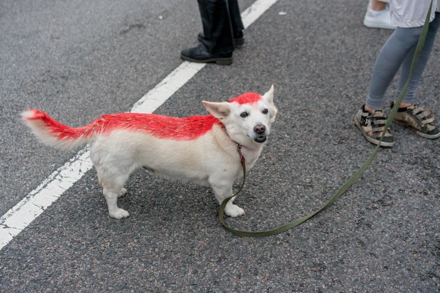 벨라루스 국기의 색깔로 그려진 개 한 마리가 2020년 8월 23일 리투아니아 메디닌카이에서 벨라루스 국경까지 가로지르는 35km 인간 사슬에 서 있다. 