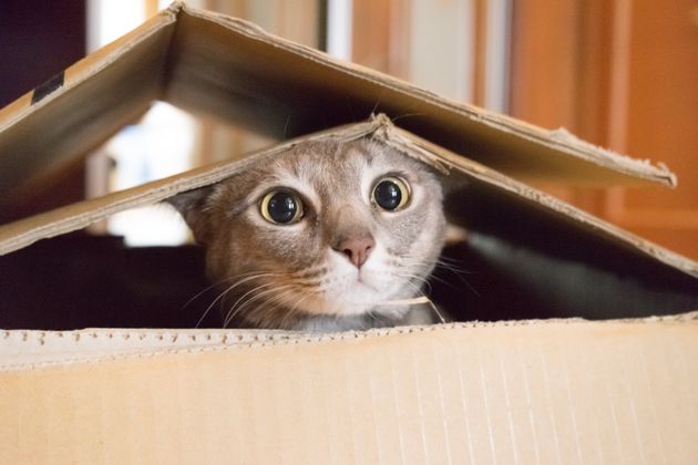 박스 속 고양이