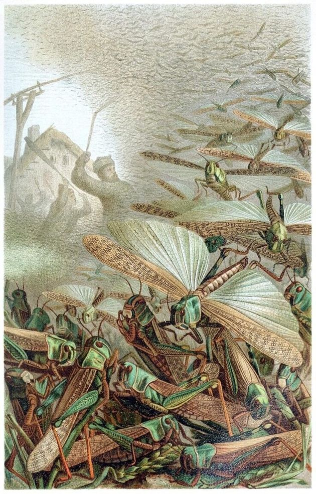 메뚜기떼(Swarm of Locusts)