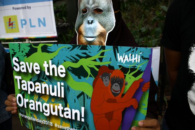 2018년 8월 '오랑우탄의 날'을 맞아 한 환경운동가가 인도네시아 자카르타에서 '오랑우탄을 지키라'는 구호가 적힌 플래카드를 들고 시위하고 있다.
