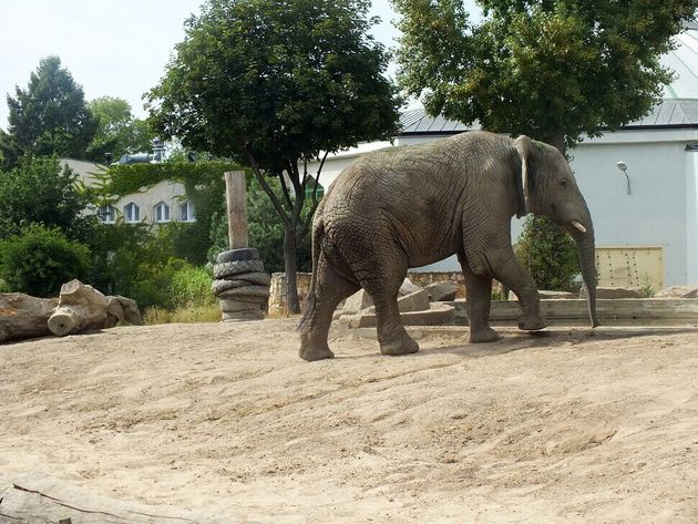 바르샤바 동물원의 코끼리. 사회성이 강한 코끼리는 무리의 우두머리가 죽었을 때 가장 큰 충격을 겪는다.