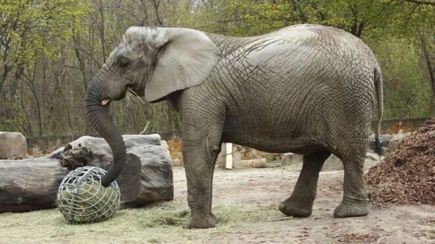 대마 추출유 처방을 받을 첫 대상인 바르샤바 동물원의 코끼리 프레지아. 우두머리가 죽은 뒤 큰 정신적 충격에 시달리고 있다.