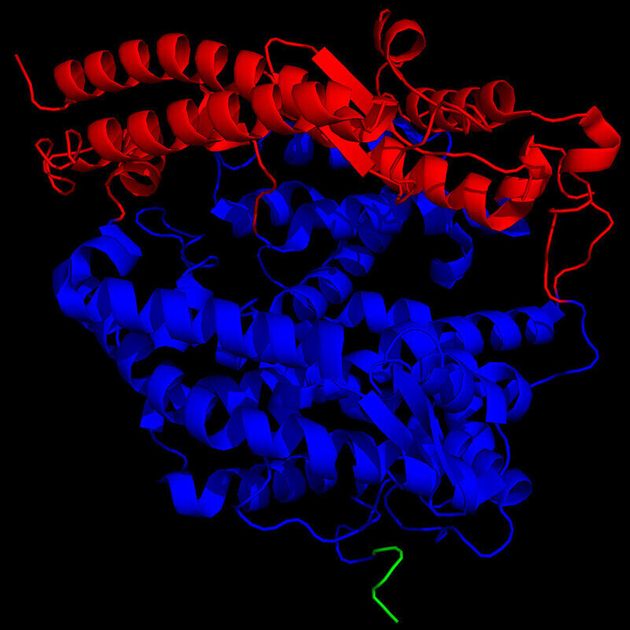 인간 수용체 단백질 `ACE2'의 구조.