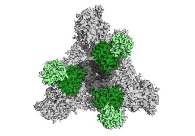 코로나19 바이러스 돌기단백질의 RBD 영역(회색)을 덮고 있는 중화항체(녹색).