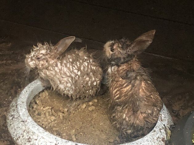 서울 동대문구 배봉산 둘레길 사육장 내 토끼들이 연이은 폭우로 목숨을 잃거나 건강이 악화돼 보호소로 옮겨졌다.