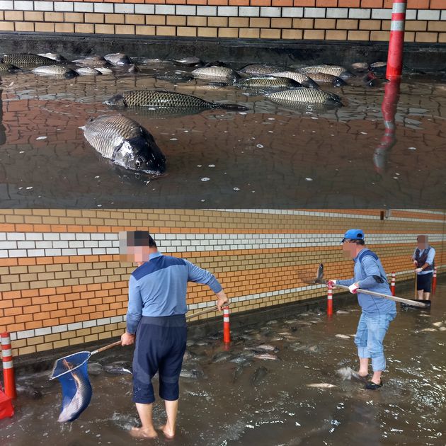 7일 오후 서울 영등포구 여의도 한강공원 내 지하차도에 불어난 한강 물에 떠밀려왔던 물고기들이 다시 한강에 돌아가지 못하고 있다.
