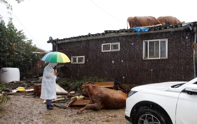 10일 전남 구례군 구례읍 양정마을에서 정기영(69) 정가축병원장이 넘어져 있는 소를 걱정스럽게 쳐다보고 있다. 정 원장은 수해를 당한 축산농가들을 위해 무료로 소를 진료하고 약을 제공하고 있다