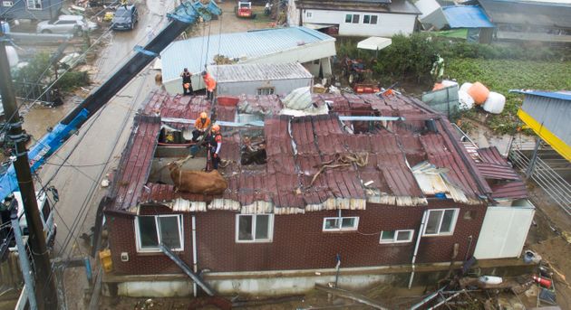 10일 전남 구례군 구례읍의 한 마을에서 소방대원들이 축사 지붕에 올라갔던 소를 크레인을 이용해 구조하고 있다.