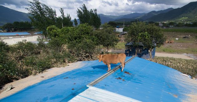 9일 전남 구례군 구례읍의 한 마을 축사 지붕에 소가 올라가 있다.