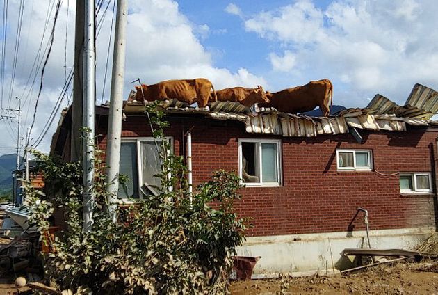 9일 오후 전남 구례군 구례읍 양정마을 축사 인근 주택 지붕에 소들이 올라가 있다. 양정마을은 전날 섬진강이 범람하면서 큰 피해를 입어 마을 곳곳이 폐허가 됐다.