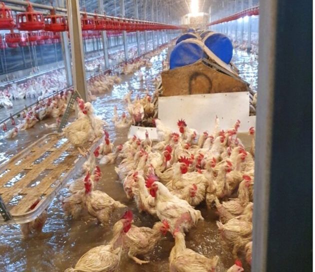 10일 집중호우로 인해 전북 익산시 양계농가의 닭들이 수몰되는 피해를 입었다.