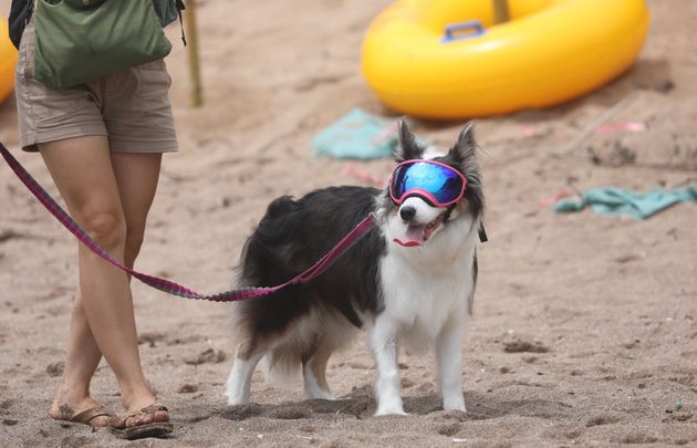제주에 올해 첫 폭염경보가 발효된 12일 오후 서귀포시 중문색달해변에서 선글라스를 낀 강아지가 산책하고 있다.
