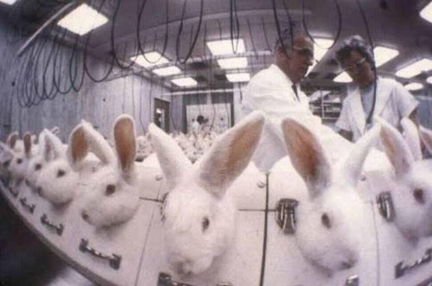 토끼는 크기가 작고 다루기 쉽다는 이유로 각종 생리용품 동물실험에 이용된다. 콘돔의 ‘질 자극성 검사’를 위해 토끼는 5일 동안 질 내에 콘돔 조각을 삽입한 채 생활한다