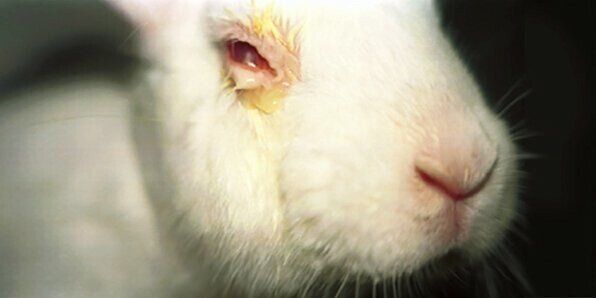 눈물샘이 없는 토끼는 구속된 상태에서 눈에 화학물질을 투입하는 ‘드레이즈 테스트’에 자주 이용된다.